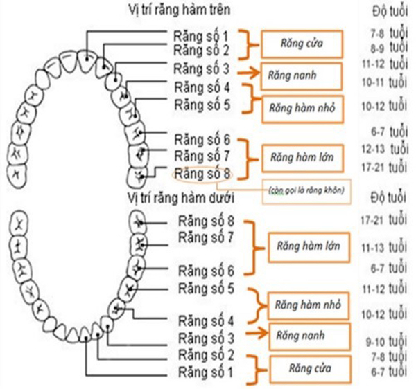 Hình ảnh vị trí răng theo các mốc thời gian