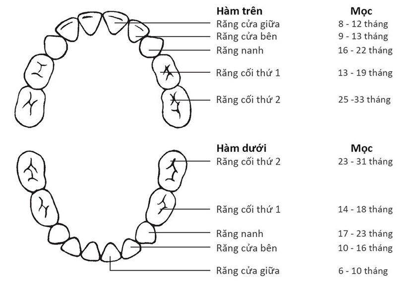 Răng số 7 là răng gì?   