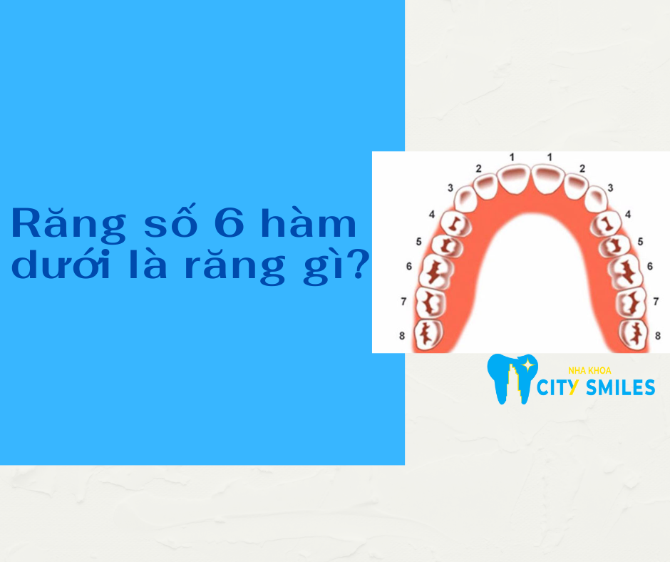 Răng số 6 hàm dưới là răng gì (1)