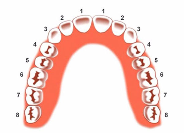 Răng số 6 là răng gì Vị trí răng số 6 hàm dưới 