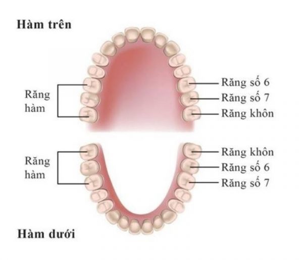 răng số 6 là răng gì