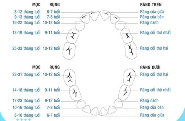 Quá trình mọc răng ở trẻ từ 6 đến 12 tuổi