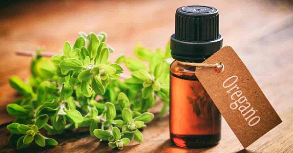 Dầu oregano rất mạnh, hãy pha loãng một giọt vào 1 muỗng cà phê dầu dừa