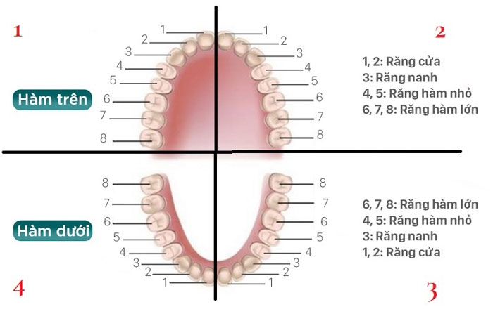 4 răng cửa được xem là cột mốc trên mỗi phần cung hàm nhỏ