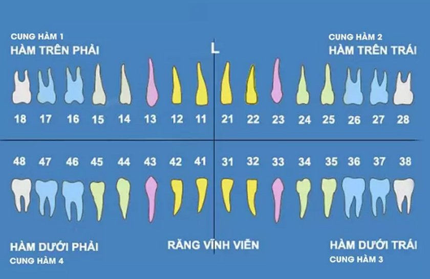 Sơ đồ răng vĩnh viễn giúp bạn hình dung cách gọi tên của từng răng