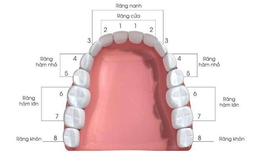 Các loại răng và vị trí chính xác của từng răng trong hàm răng