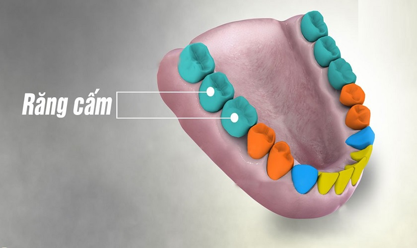 Răng cấm là một phần quan trọng của hàm trên và dưới trong hệ thống răng của con người