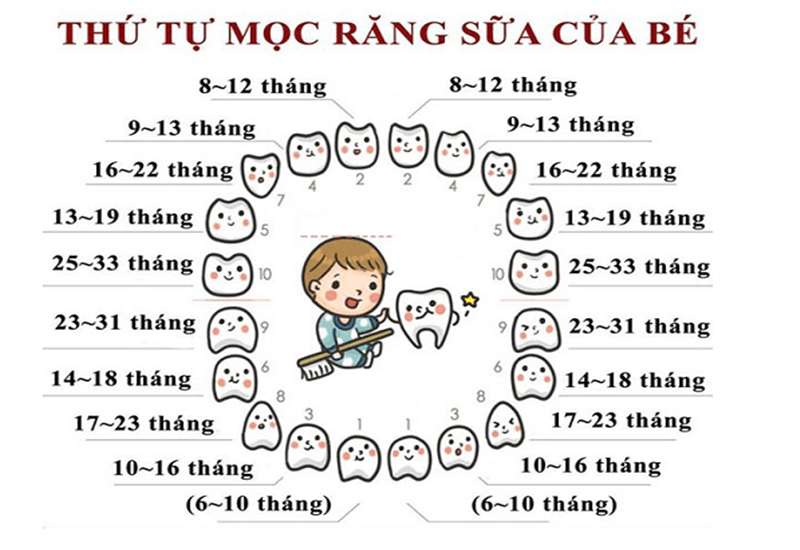 Thứ tự mọc răng sữa của trẻ