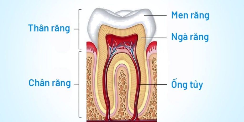 Cấu tạo răng gồm Men - Ngà - Tủy. Việc mài răng đúng kỹ thuật chỉ tác động đến lớp men ngoài cùng.