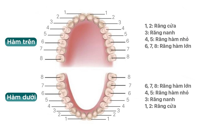 Các vị trí răng